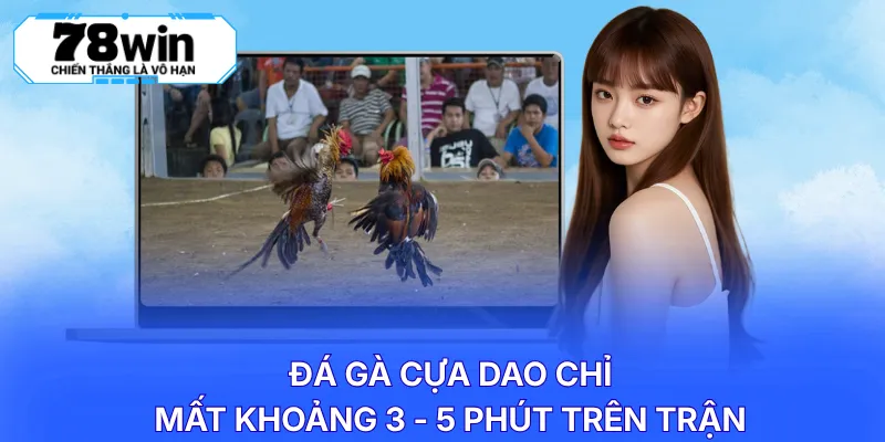 Đá gà cựa dao chỉ mất khoảng 3 - 5 phút trên trận